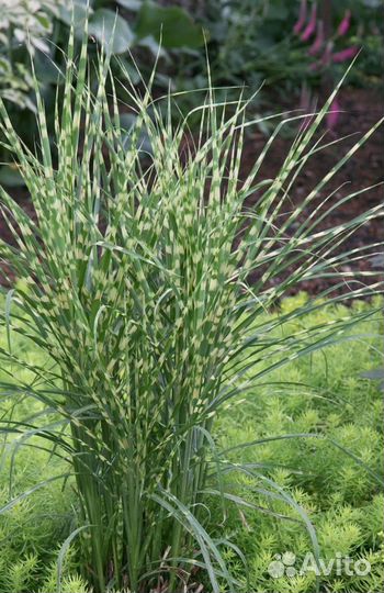 Злаковые-Мискантус зебрину, осоки разные