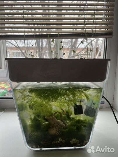 Акваферма с рыбками