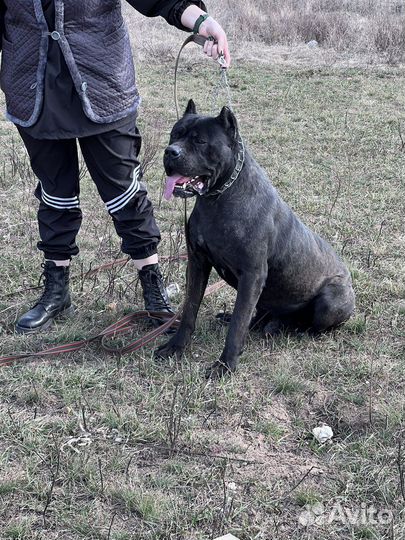 Кобель вязка кане Корсо