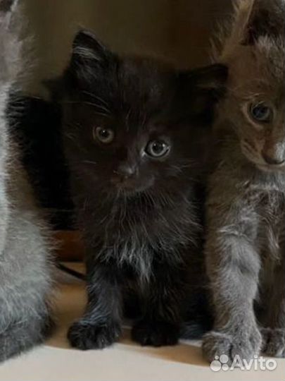 Мама британка