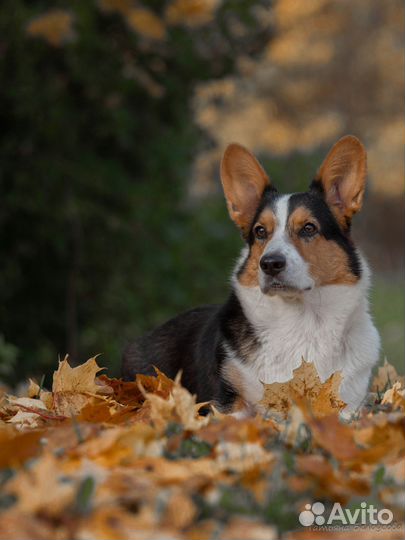 Фотограф, фотограф - анималист