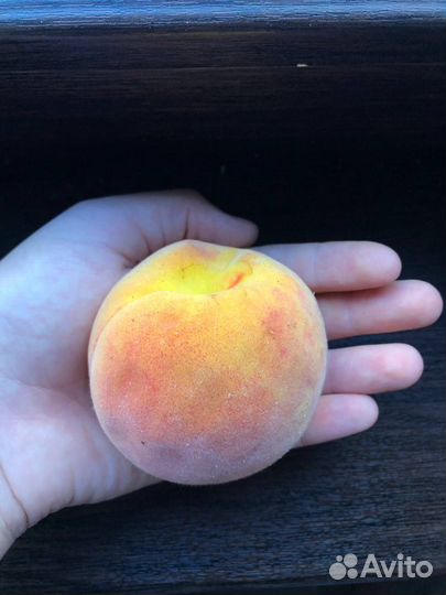 Морозостойкие саженцы персика для Урала и Сибири