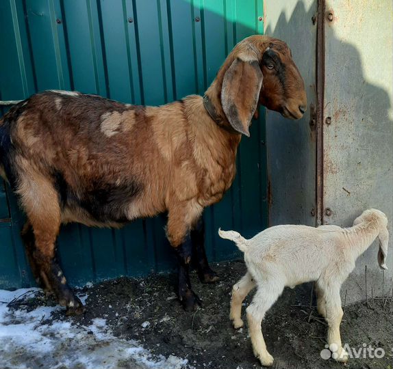 Англо нубийские козы дойные