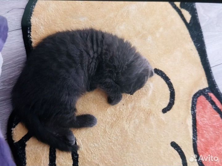 Шотландская кошка