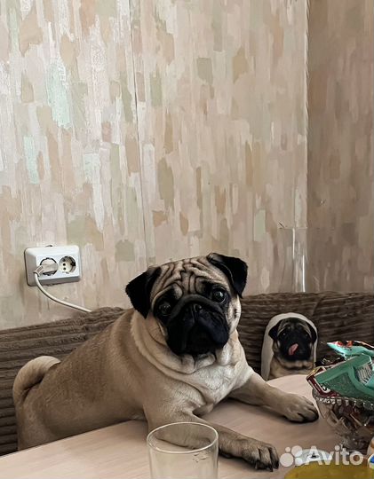 Вязка мопс девочка