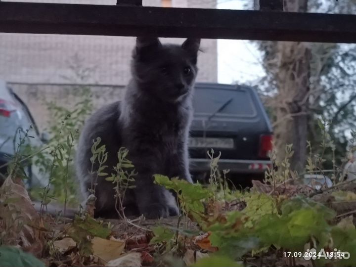 В добрые руки