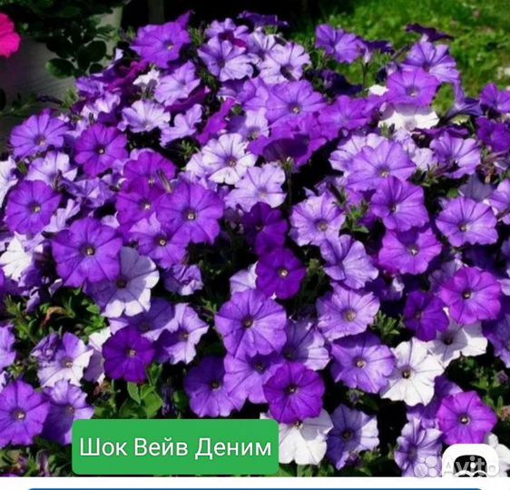 Рассада ампельной петунии