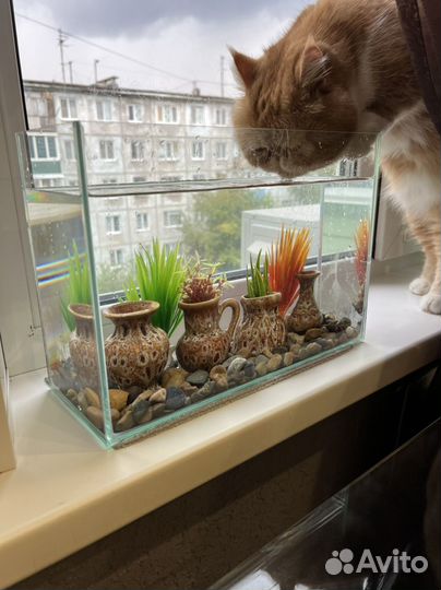 Аквариум