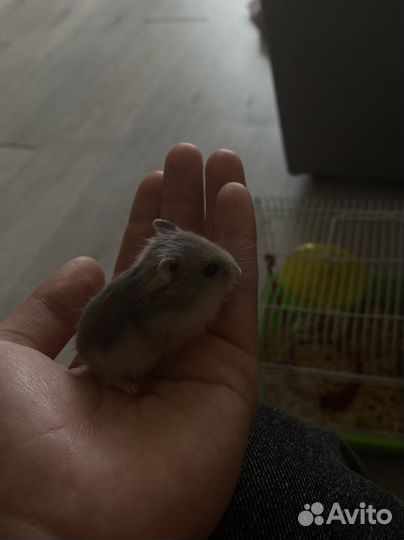 Джунгарский хомячки