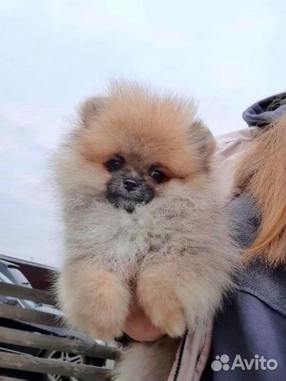Померанский шпиц мини девочка рыжая
