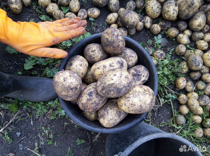 Картофель,сорт гала, крупный,доставка