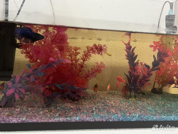 Аквариум с рыбками