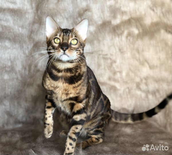 Бенгальский кот