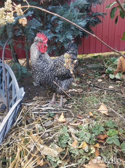 Молодые петухи