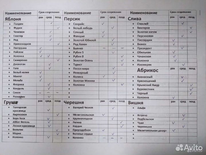 Саженцы Персика колоновидный Золотой Триумф