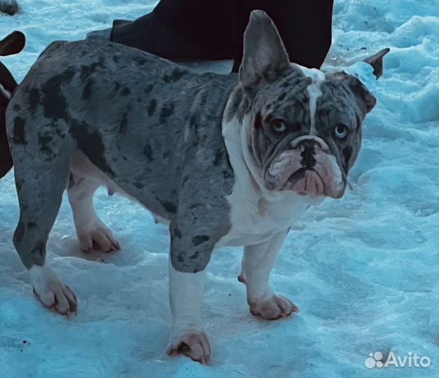 Французский бульдог