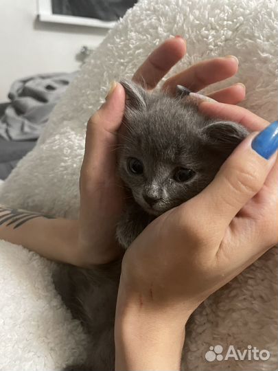 Котенок девочка в добрые руки