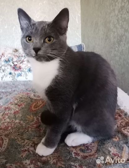 Котенок девочка, 5 мес