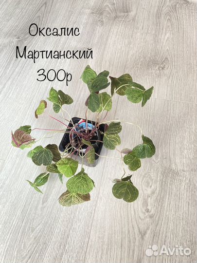 Шефлера пеперомия каладиум монстера