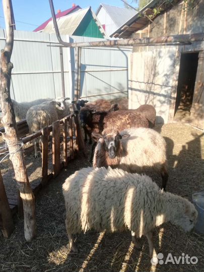 Овцы и баран