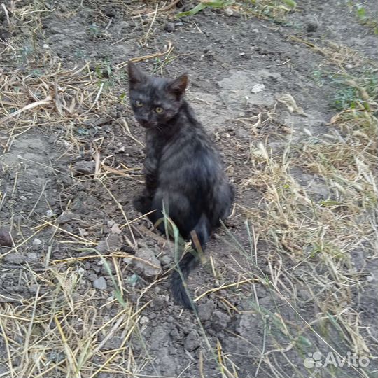 Котенок в добрые руки