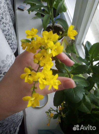 Каланхоэ жёлтый