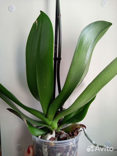 Орхидея фаленопсис биг лип