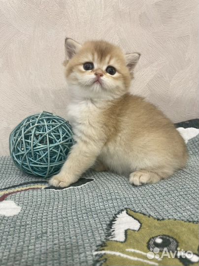 Британские котята золотая шиншилла
