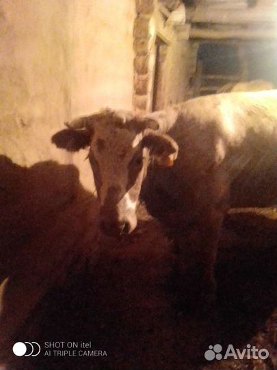 Корова дойная