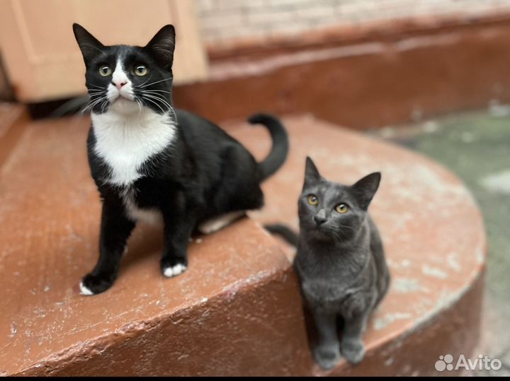 Котята в добрые руки