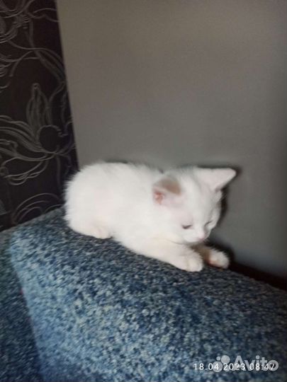 Кошка