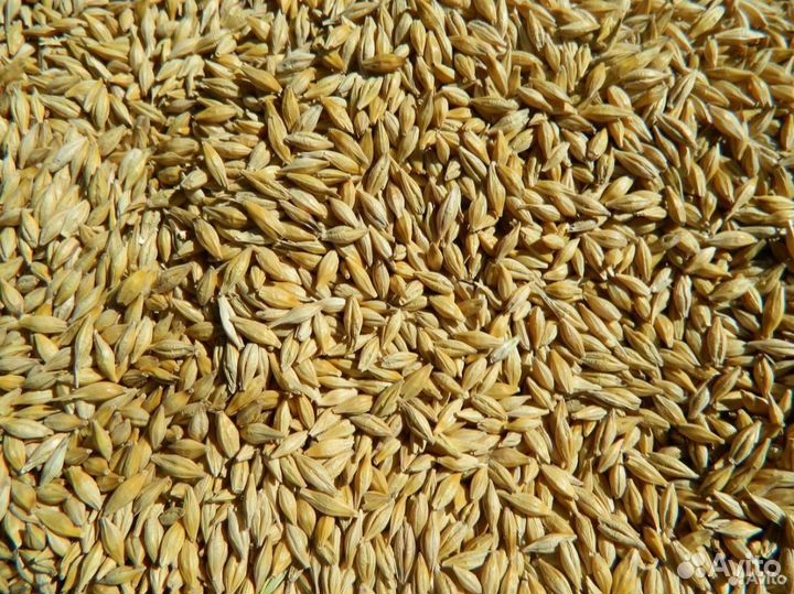 Ячмень яровой