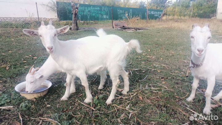 Зааненская коза и ломанча