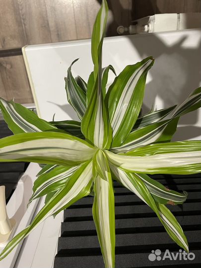 Драцена, ктенанта, гибискус, стрелиция