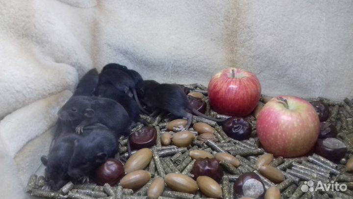 Крысята Дамбо. Крысы Угольки