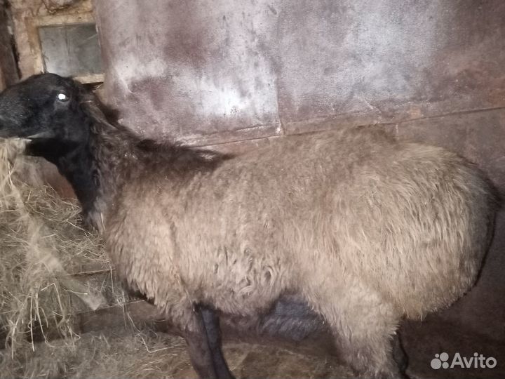 Телята. Баран гиссарский