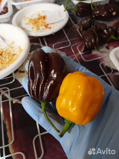 Семена острых перцев