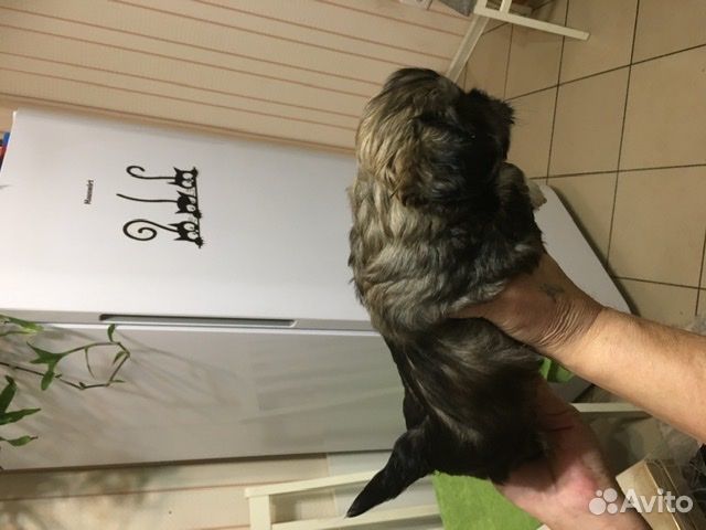 Продам щенков пекинеса