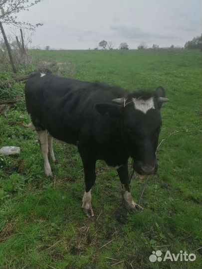 Тёлка помись галштинки