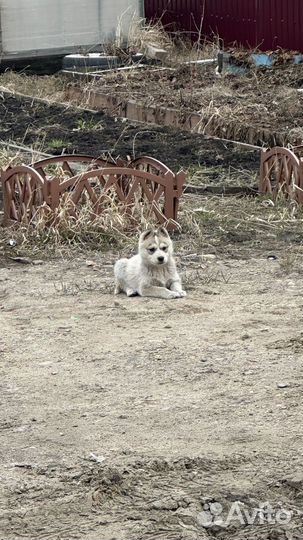 Отдам щенков