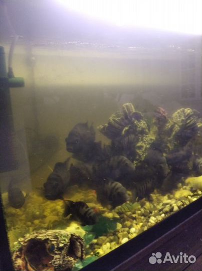Аквариум