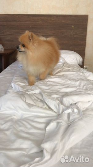 Померанский шпиц мини