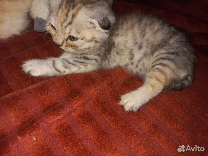 Британские вислоухие котята