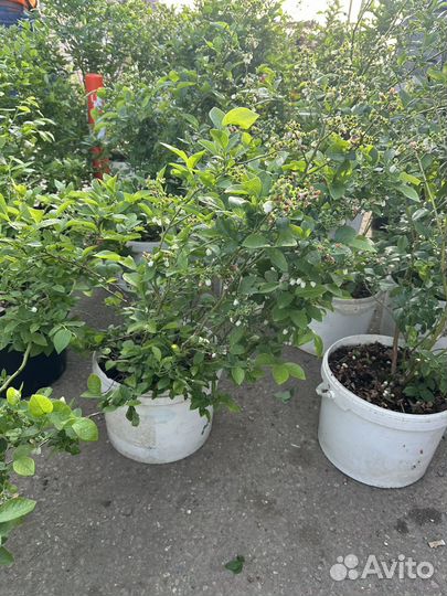 Саженцы голубика