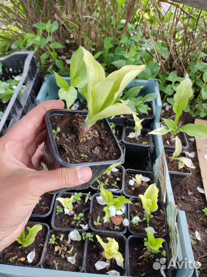 Хоста White Feather (Вайт Фезер)