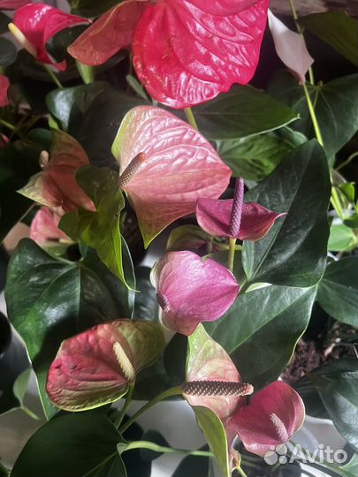 Антуриумы сортовые