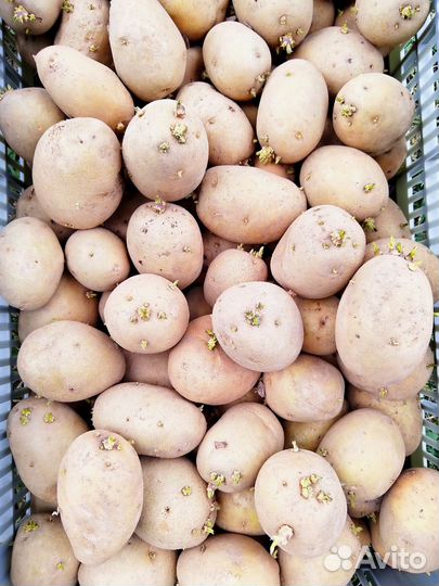 Картофель Гала едовой и посадочный