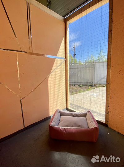 Передержка для собак