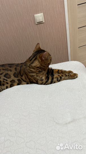 Бенгальский кот