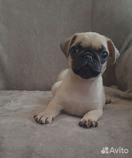 Девочка мопсик